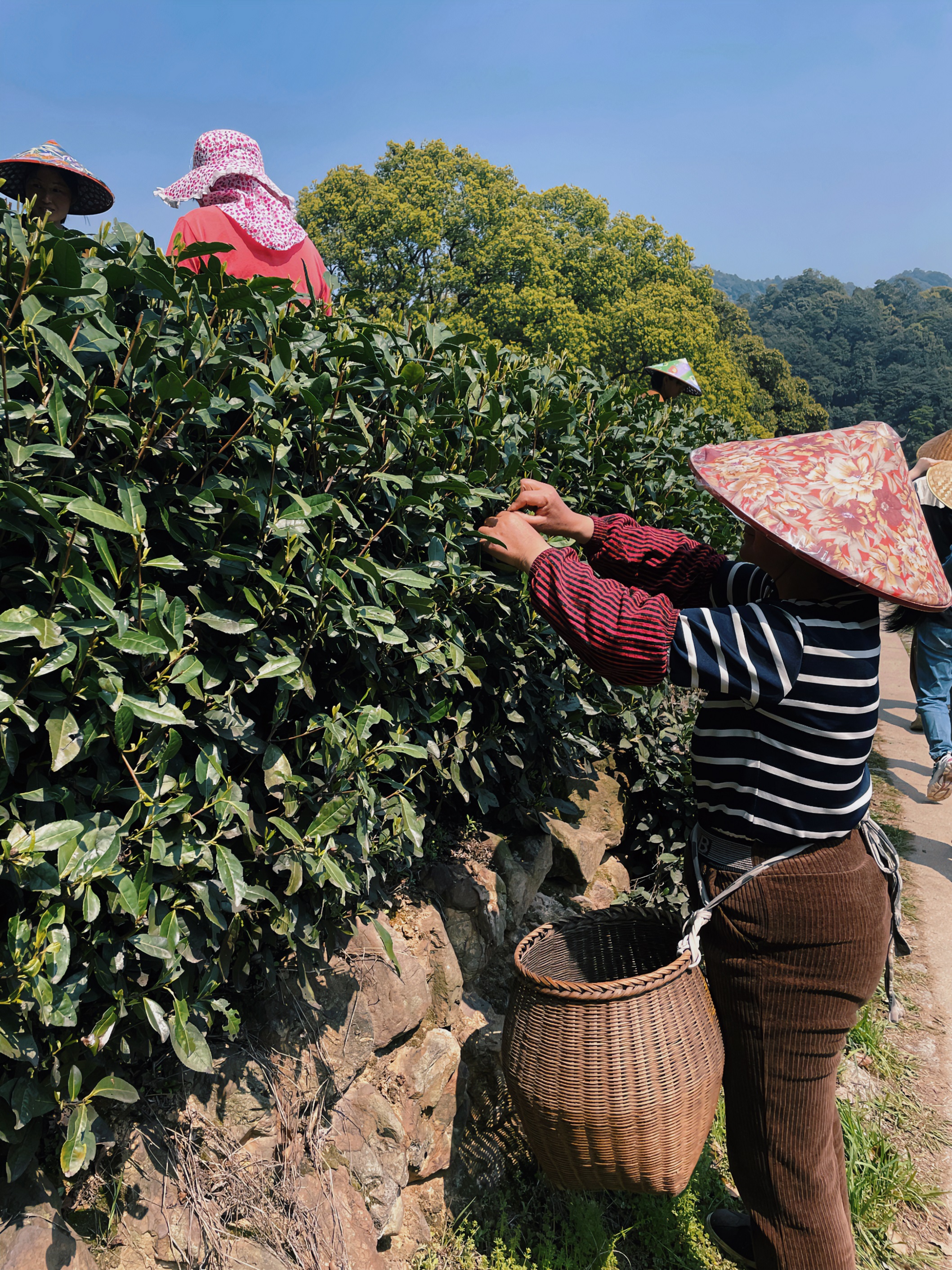 千亿app官网下载(集团)有限公司国贸六部联合举办“以茶之名”茶酒文化交流活动